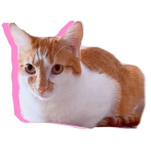 Meet your Posher, Tianna